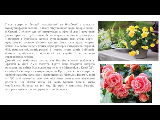 Після відкриття бегоній королівської та бульбової створюють культурні форми рослини.