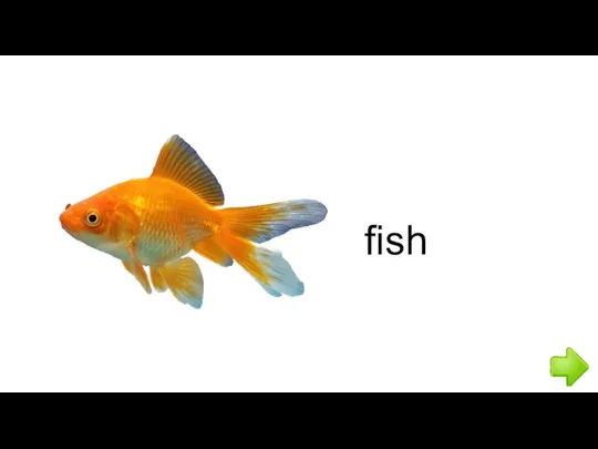 fish