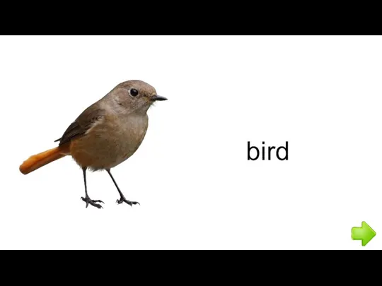 bird