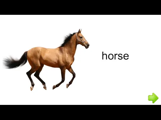 horse