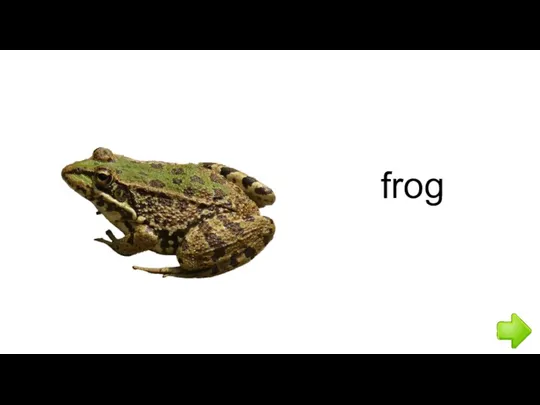 frog