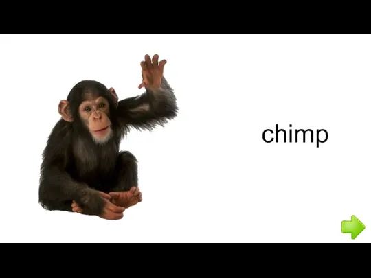 chimp