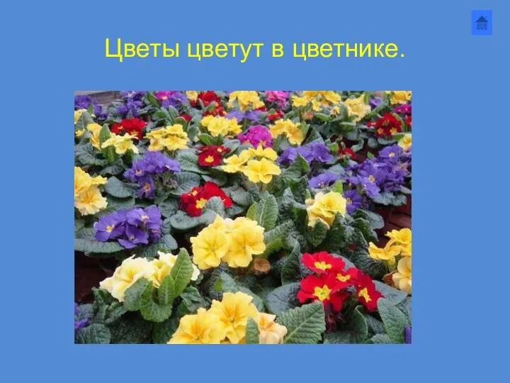 Цветы цветут в цветнике.