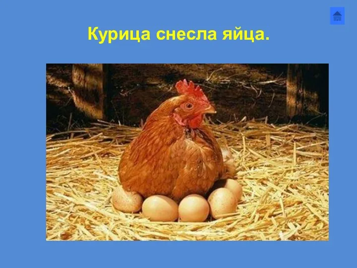 Курица снесла яйца.