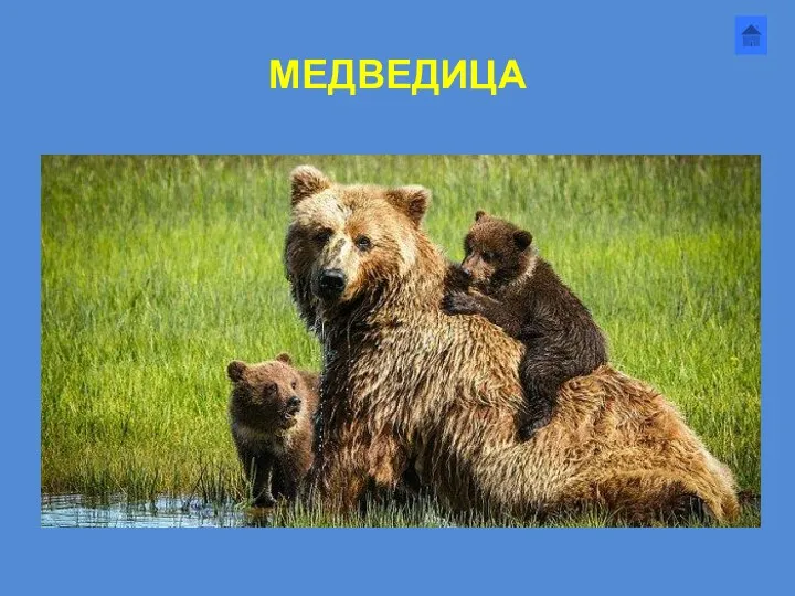 МЕДВЕДИЦА