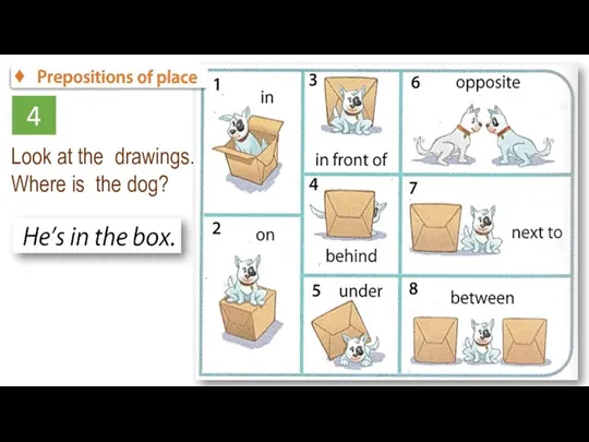 4 Look at the drawings. Where is the dog?