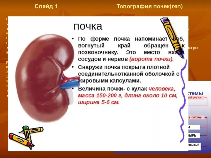 Слайд 1 Топография почек(ren) Почки являются парным органом, массой 120-200