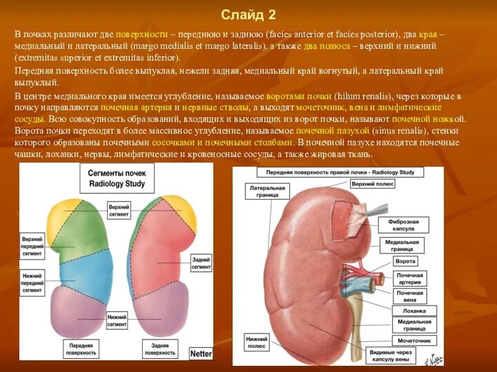 Слайд 2 В почках различают две поверхности – переднюю и