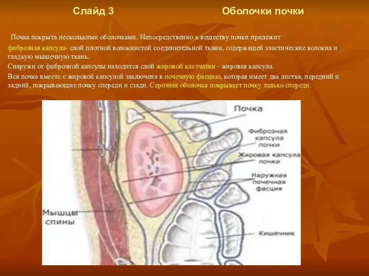 Слайд 3 Оболочки почки Почка покрыта несколькими оболочками. Непосредственно к