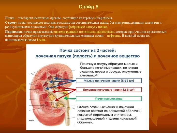 Слайд 5 Почки – это паренхиматозные органы, состоящие из стромы