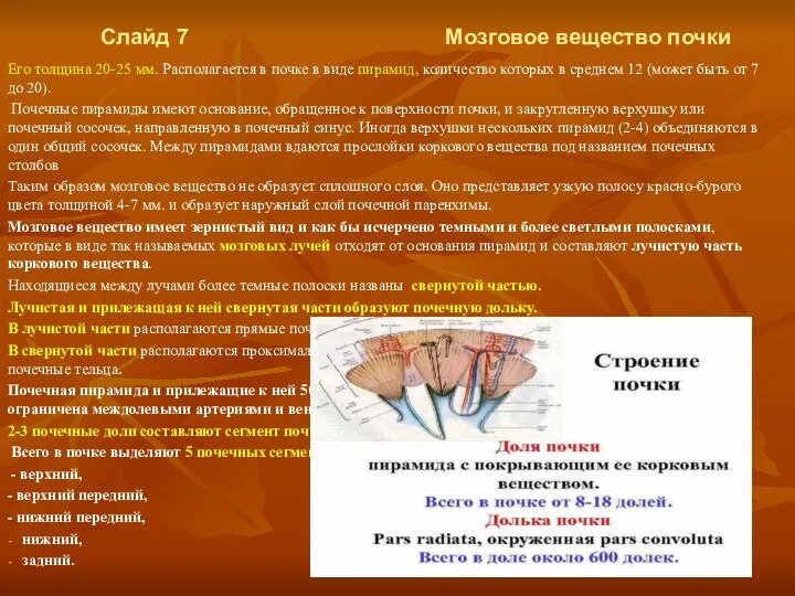 Слайд 7 Мозговое вещество почки Его толщина 20-25 мм. Располагается