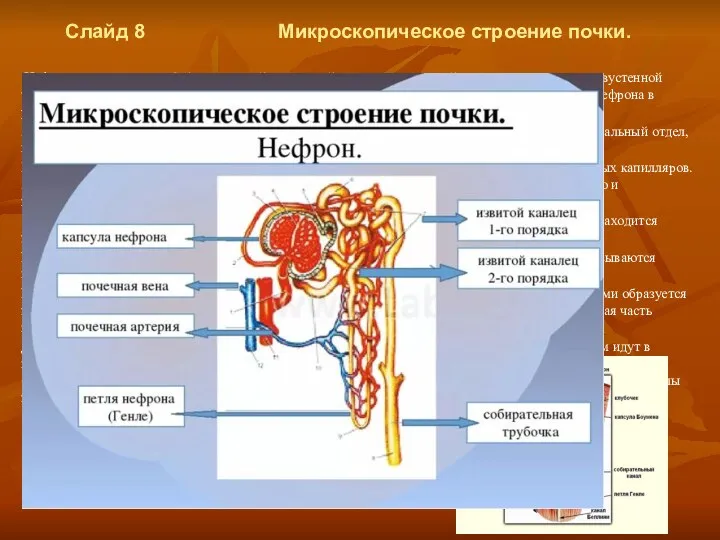 Слайд 8 Микроскопическое строение почки. Нефрон представляет собой неветвящийся длинный