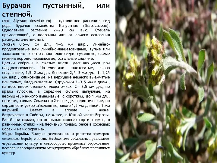 Бурачок пустынный, или степной. (лат. Alýssum desertórum) — однолетнее растение; вид рода Бурачок