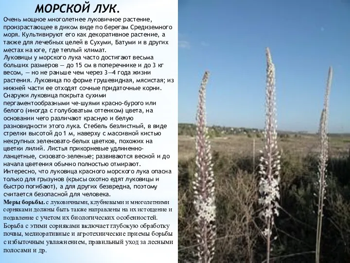 МОРСКОЙ ЛУК. Очень мощное многолетнее луковичное растение, произрастающее в диком