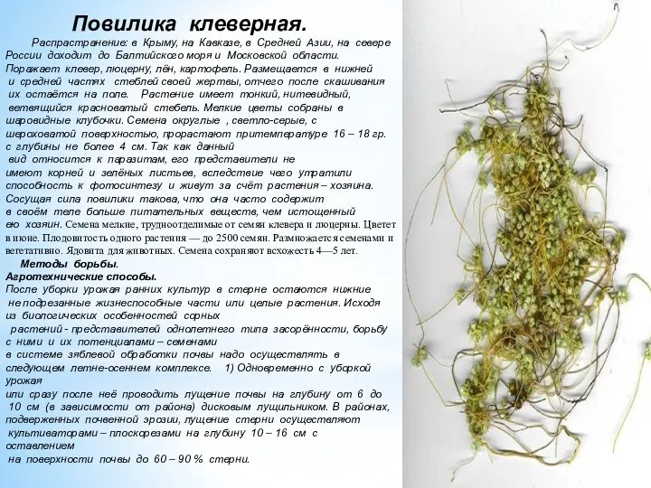 Повилика клеверная. Распрастранение: в Крыму, на Кавказе, в Средней Азии,