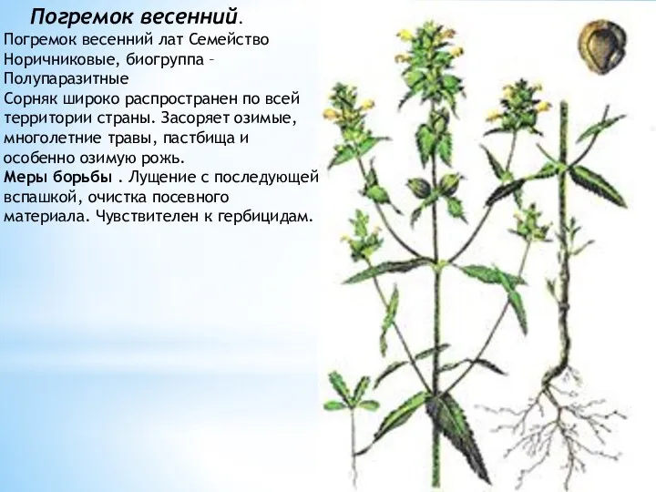 Погремок весенний. Погремок весенний лат Семейство Норичниковые, биогруппа – Полупаразитные Сорняк широко распространен