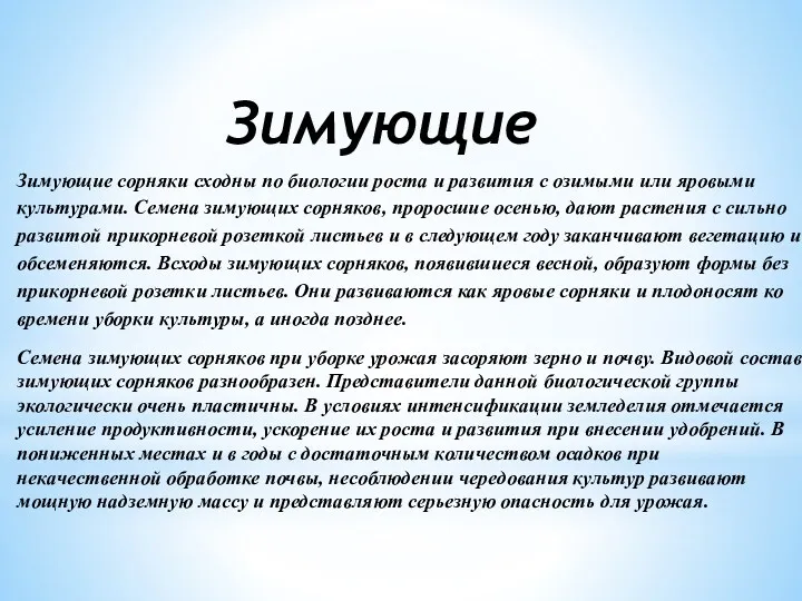 Зимующие сорняки сходны по биологии роста и развития с озимыми или яровыми культурами.