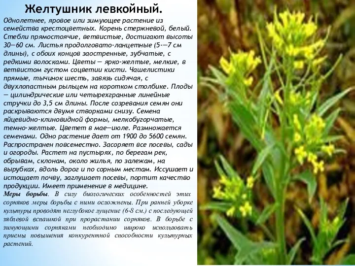 Желтушник левкойный. Однолетнее, яровое или зимующее растение из семейства крестоцветных. Корень стержневой, белый.
