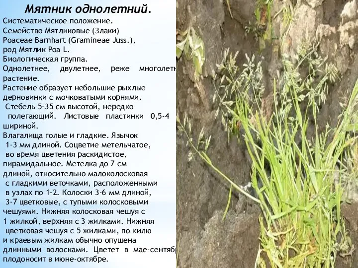 Мятник однолетний. Систематическое положение. Семейство Мятликовые (Злаки) Poaceae Barnhart (Gramineae
