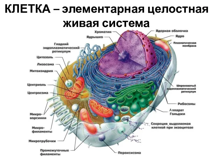 КЛЕТКА – элементарная целостная живая система