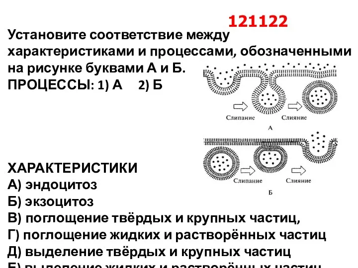 Установите соответствие между характеристиками и процессами, обозначенными на рисунке буквами