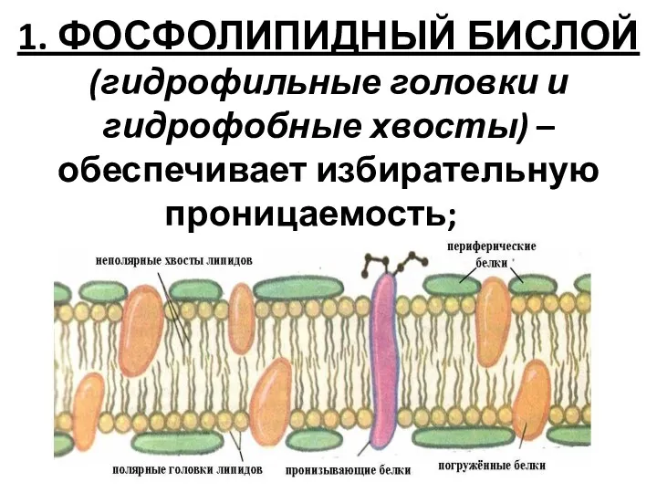 1. ФОСФОЛИПИДНЫЙ БИСЛОЙ (гидрофильные головки и гидрофобные хвосты) – обеспечивает избирательную проницаемость;