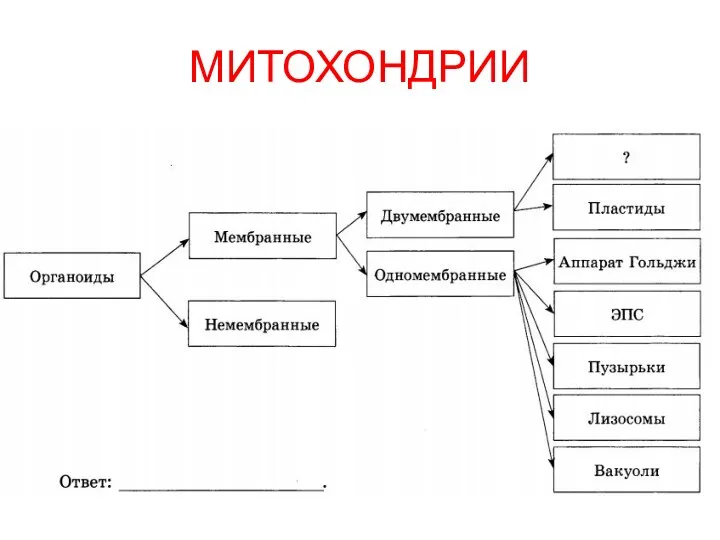 МИТОХОНДРИИ