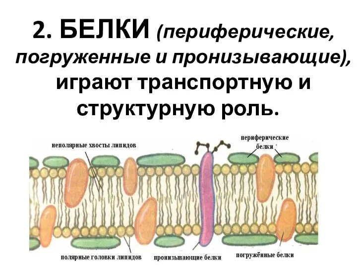 2. БЕЛКИ (периферические, погруженные и пронизывающие), играют транспортную и структурную роль.