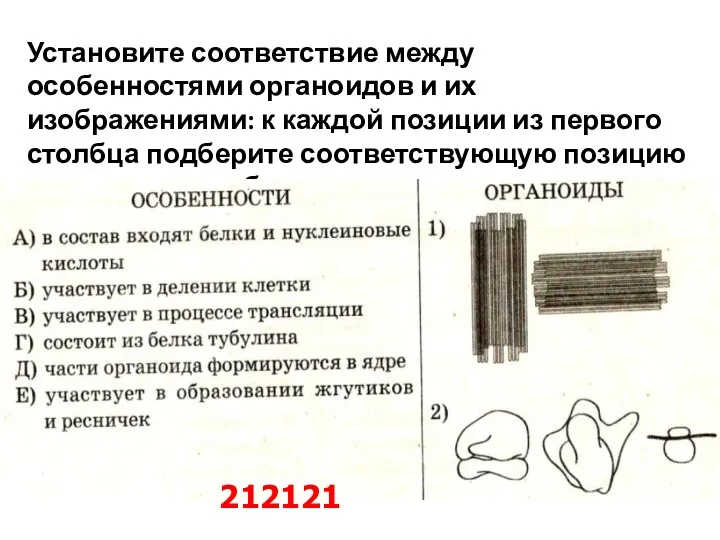 Установите соответствие между особенностями органоидов и их изображениями: к каждой