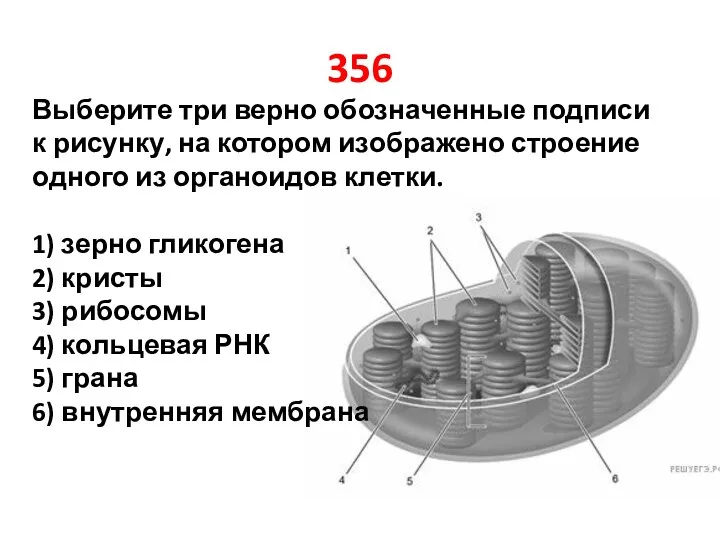 356 Выберите три верно обозначенные подписи к рисунку, на котором