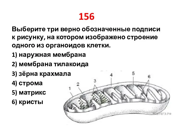 156 Выберите три верно обозначенные подписи к рисунку, на котором