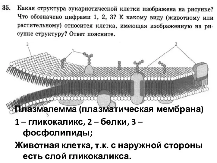 Плазмалемма (плазматическая мембрана) 1 – гликокаликс, 2 – белки, 3