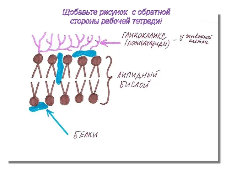 !Добавьте рисунок с обратной стороны рабочей тетради!