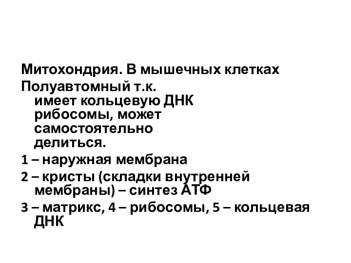 Митохондрия. В мышечных клетках Полуавтомный т.к. имеет кольцевую ДНК рибосомы,