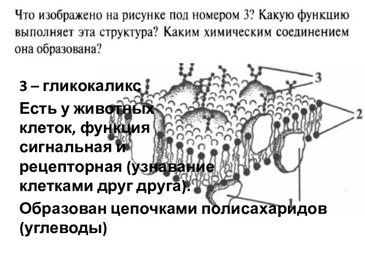 Кирил3 3 – гликокаликс Есть у животных клеток, функция сигнальная