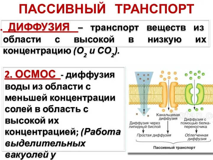 ПАССИВНЫЙ ТРАНСПОРТ ДИФФУЗИЯ – транспорт веществ из области с высокой