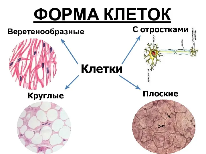 ФОРМА КЛЕТОК Веретенообразные Клетки С отростками Круглые Плоские