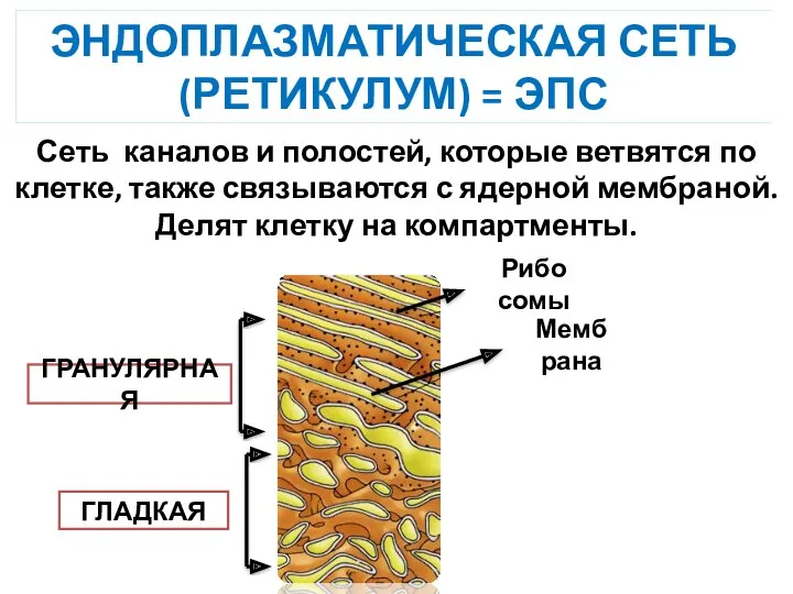 Сеть каналов и полостей, которые ветвятся по клетке, также связываются