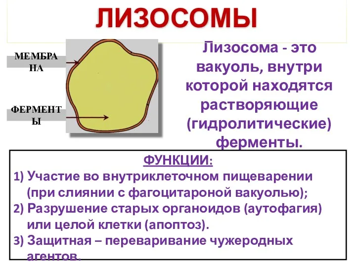 Лизосома - это вакуоль, внутри которой находятся растворяющие (гидролитические) ферменты.