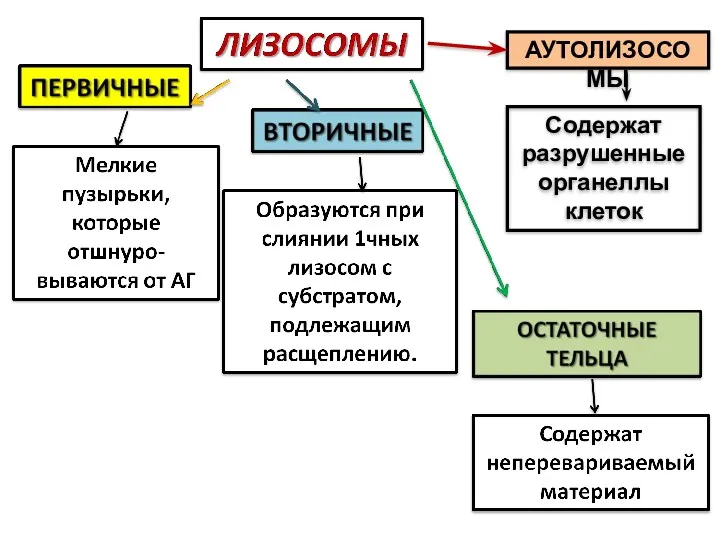 АУТОЛИЗОСОМЫ Содержат разрушенные органеллы клеток