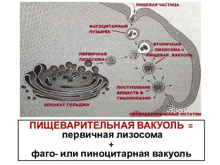 ПИЩЕВАРИТЕЛЬНАЯ ВАКУОЛЬ = первичная лизосома + фаго- или пиноцитарная вакуоль