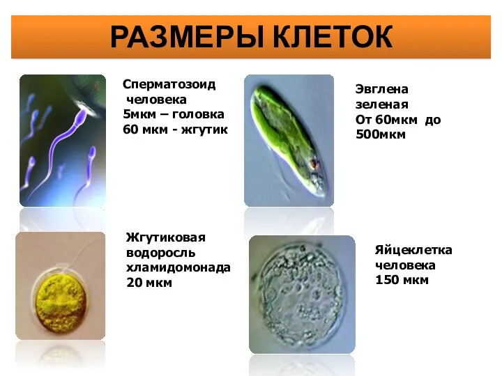 РАЗМЕРЫ КЛЕТОК