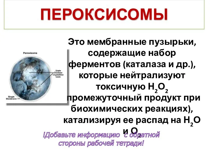 Это мембранные пузырьки, содержащие набор ферментов (каталаза и др.), которые