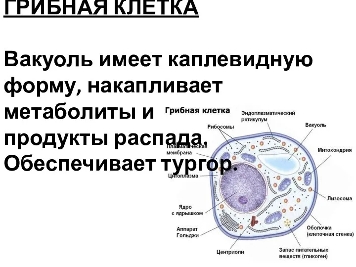 ГРИБНАЯ КЛЕТКА Вакуоль имеет каплевидную форму, накапливает метаболиты и продукты распада. Обеспечивает тургор.