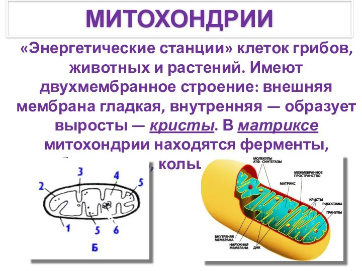 «Энергетические станции» клеток грибов, животных и растений. Имеют двухмембранное строение: