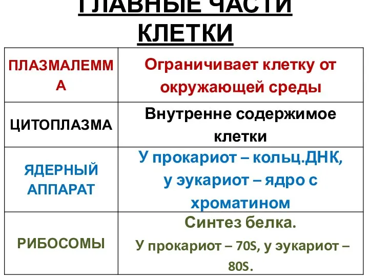 ГЛАВНЫЕ ЧАСТИ КЛЕТКИ