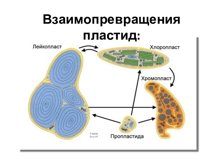 Взаимопревращения пластид: