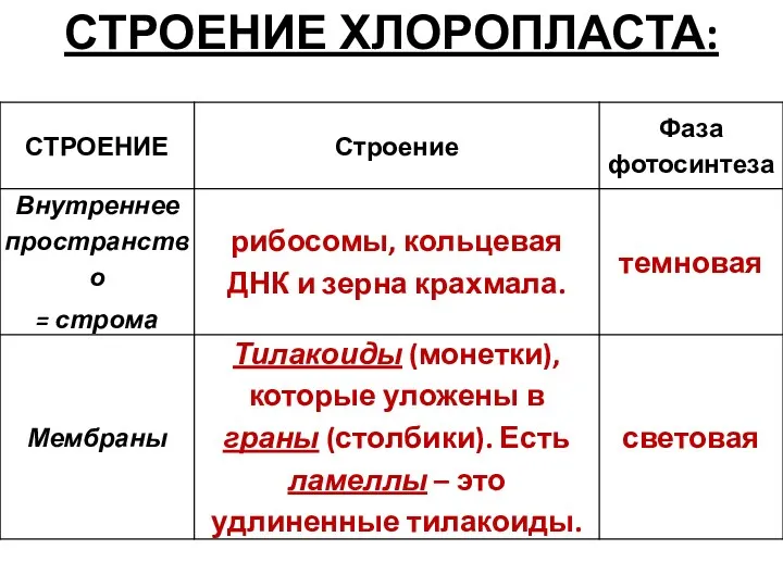 СТРОЕНИЕ ХЛОРОПЛАСТА: