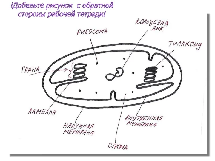 !Добавьте рисунок с обратной стороны рабочей тетради!