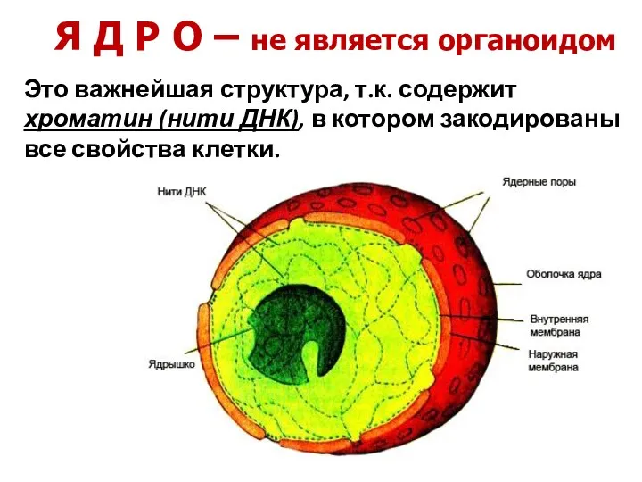 Я Д Р О – не является органоидом Это важнейшая